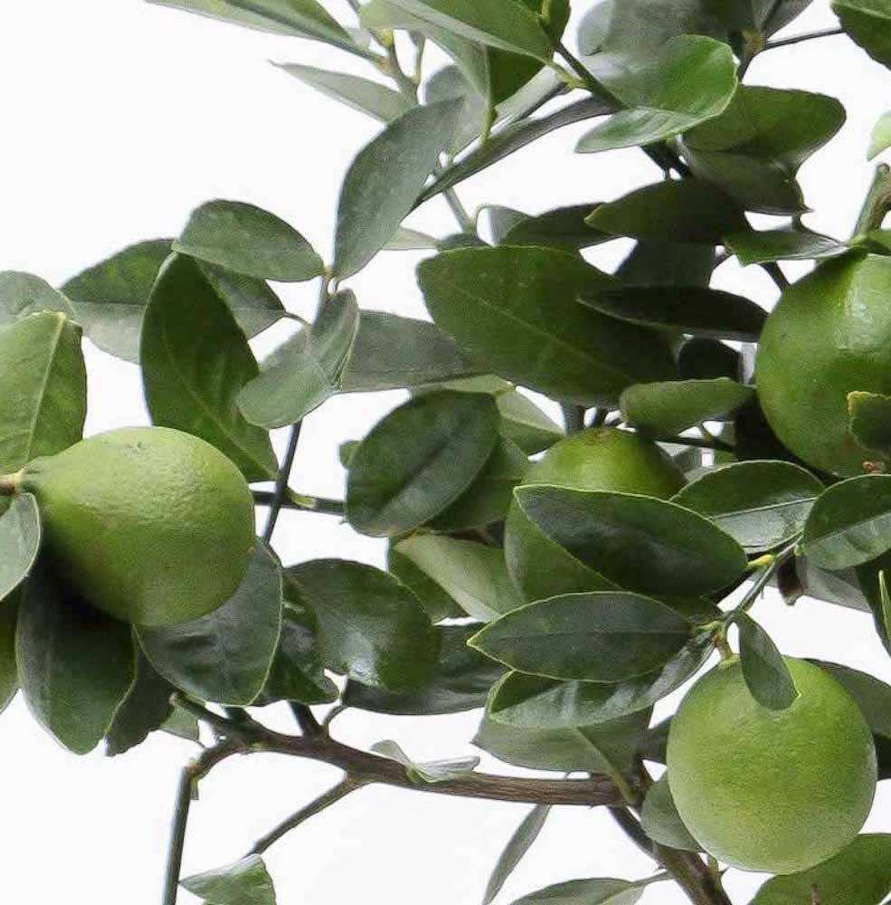 Lime pe picior - Citrus aurantifolia