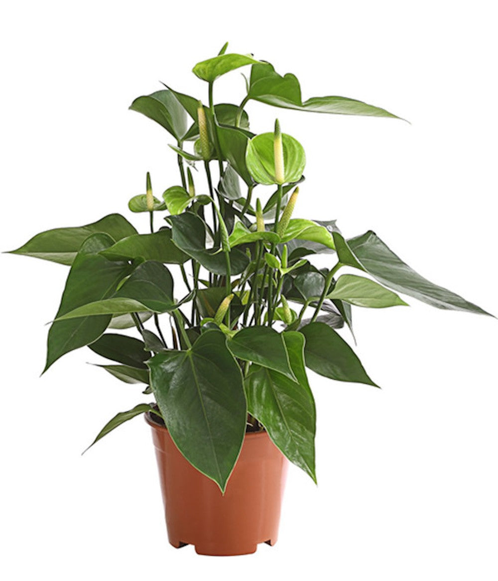 anthurium jade Green Anthurium Princess Alexia Jade – Secret Garden Plant Shop