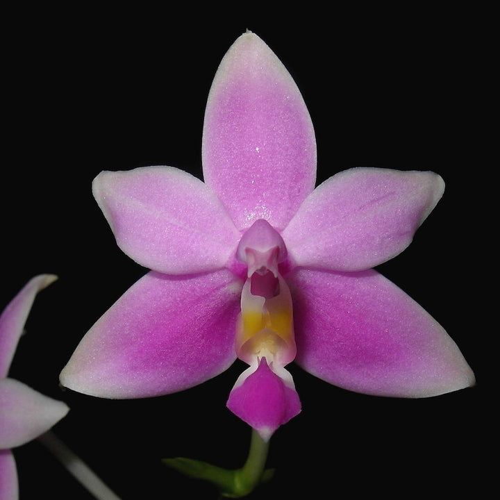 Orhidee Phalaenopsis Mentawaiensis