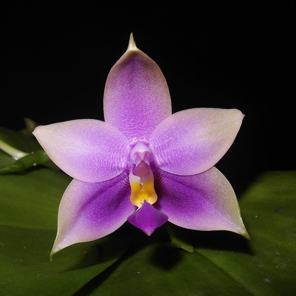 Orhidee Phalaenopsis Samera Blue (parfumata)