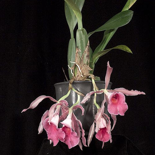 Trichopilia crispa marginata – Secret Garden Plant Shop