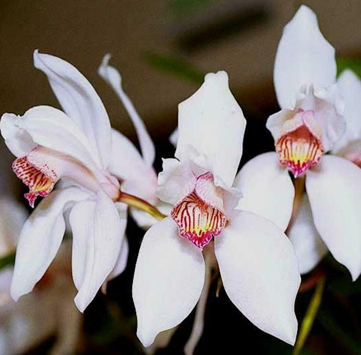 Orhidee Cymbidium Erythrostylum