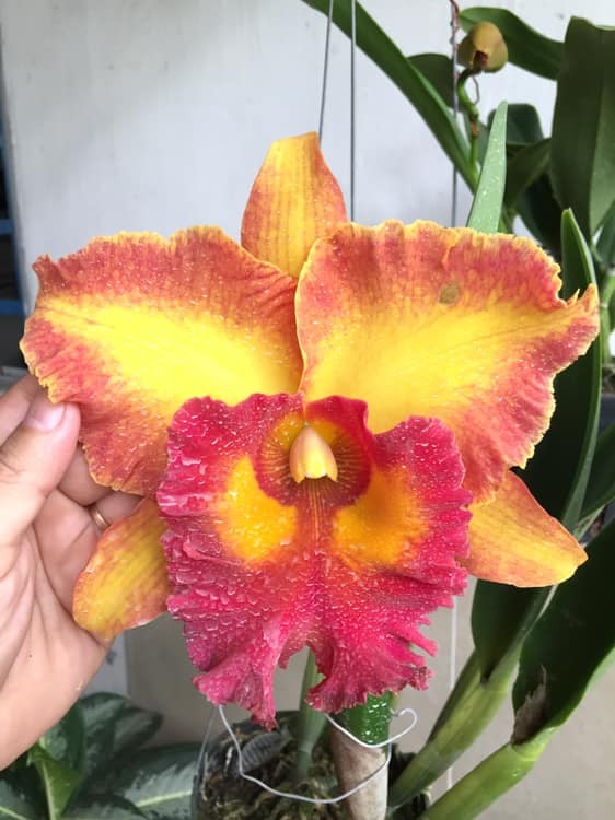 Rlc. Chomthong Fancy 'Fireball'