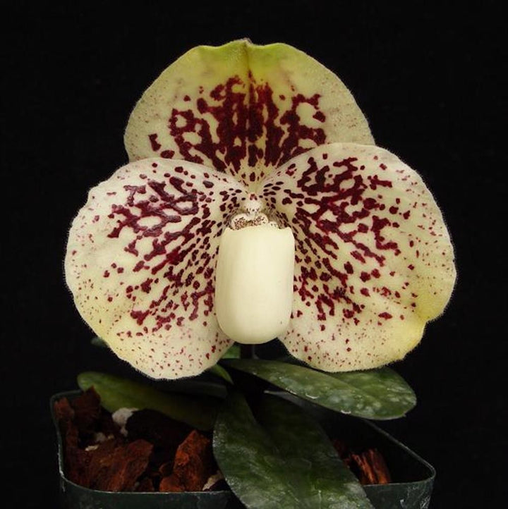 Orhidee Paphiopedilum Godefroyae