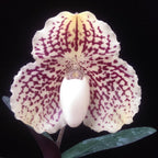 Orhidee Paphiopedilum Leucochilum