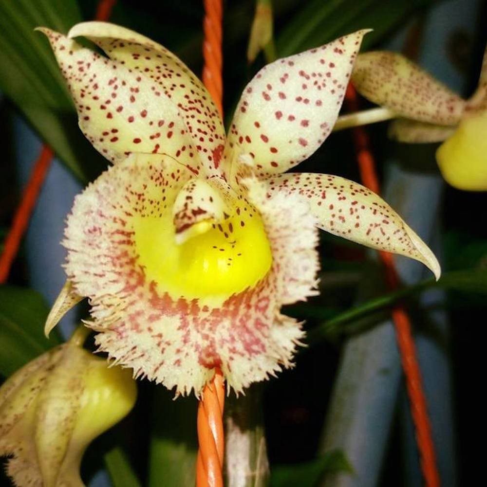 Orhidee Catasandra Jumbo Express