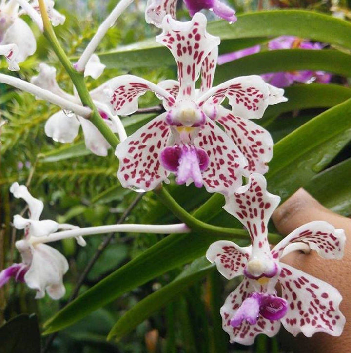 Orhidee Vanda Suavis (Vanda tricolor var. suavis)