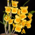 Orhidee Dendrobium Capillipes
