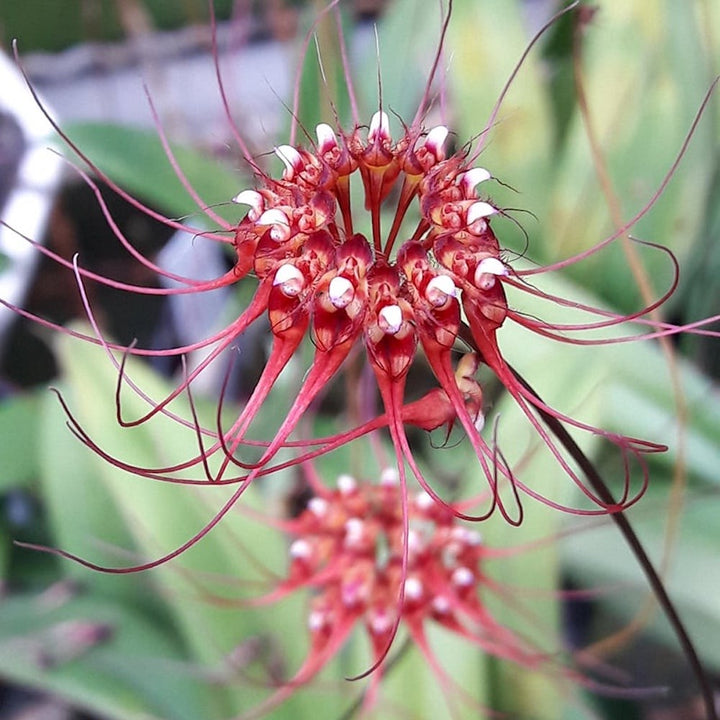 Orhidee Bulbophyllum Gracillimum