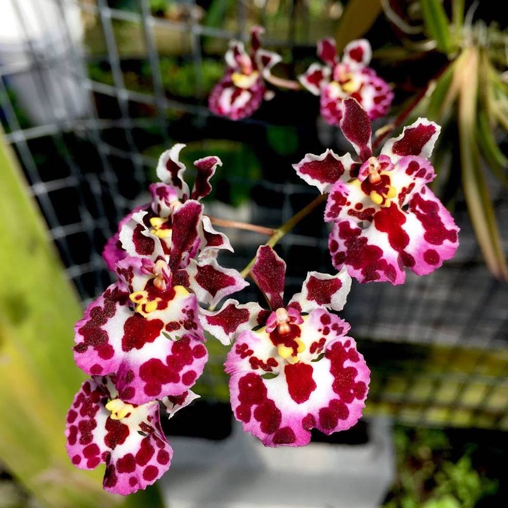 Orhidee Tolumnia Jairak Firm Dalmatian