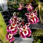 Orhidee Tolumnia Jairak Firm Dalmatian