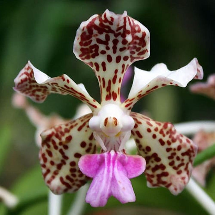 Orhidee Vanda Tricolor