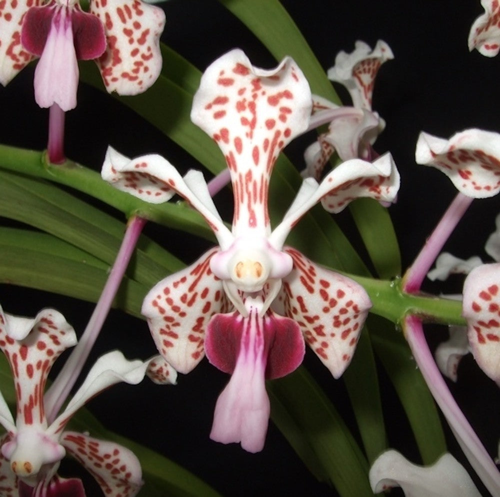 Orhidee Vanda Tricolor