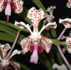 Orhidee Vanda Tricolor