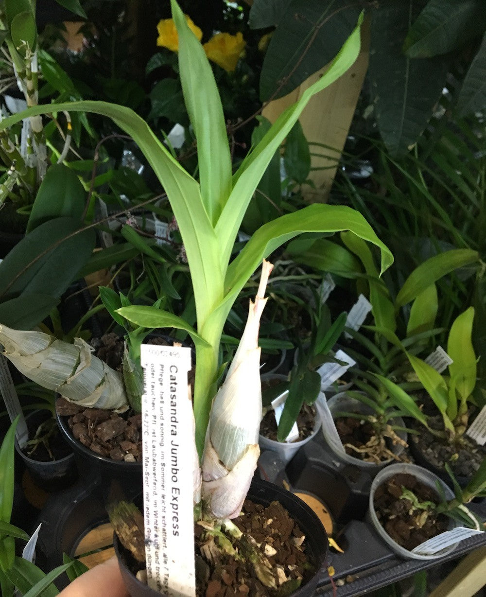 Orchidee Catasandra Jumbo Express – Secret Garden Plant Shop