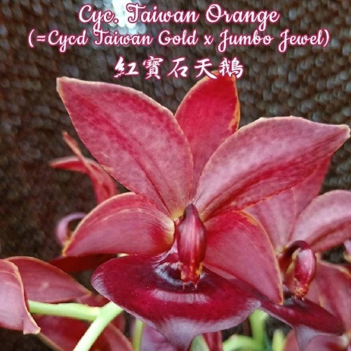 Orhidee Cycnodes Taiwan Orange