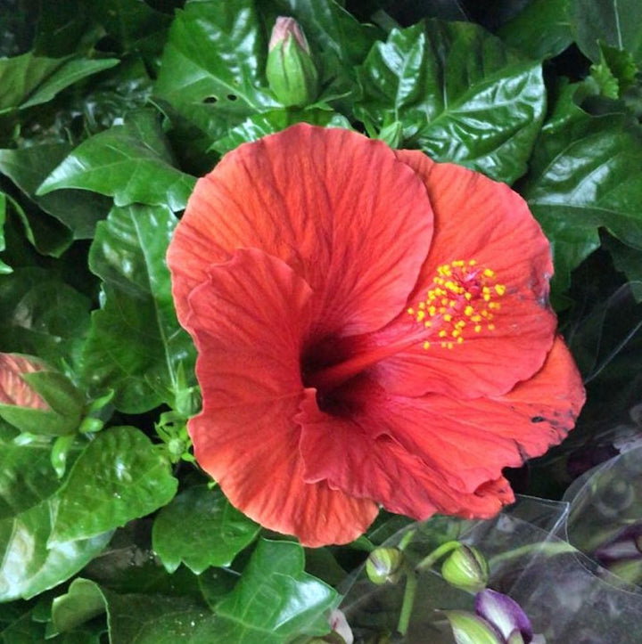 Hibiscus bicolor XXL - floarea mare