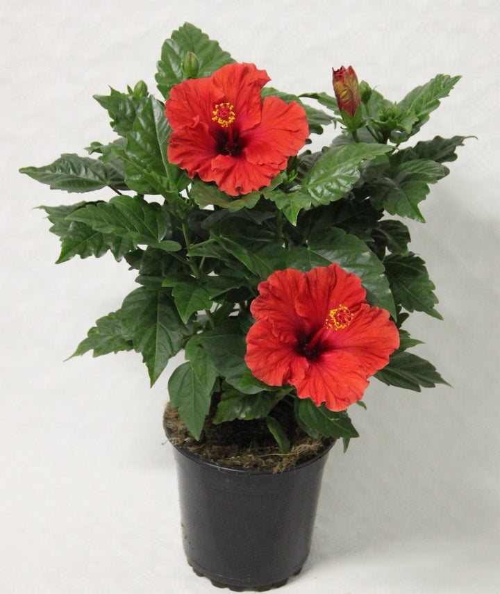 Hibiscus bicolor XXL - floarea mare