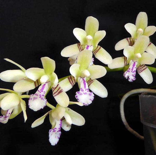 Orhidee Sedirea Japonica (Phalaenopsis Japonica)