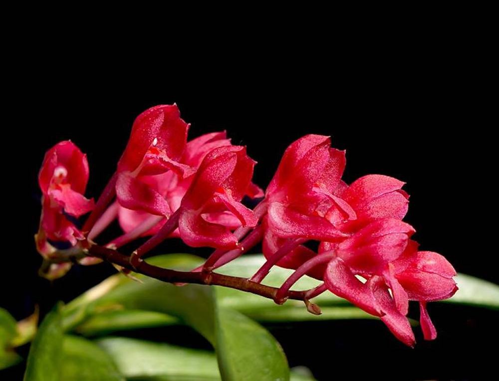 Orhidee Rodriguezia Lanceolata