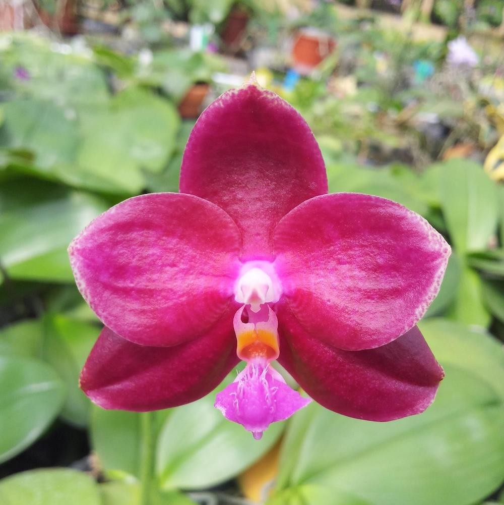 Orhidee Phalaenopsis Jungo Cherry SYK (parfumat)