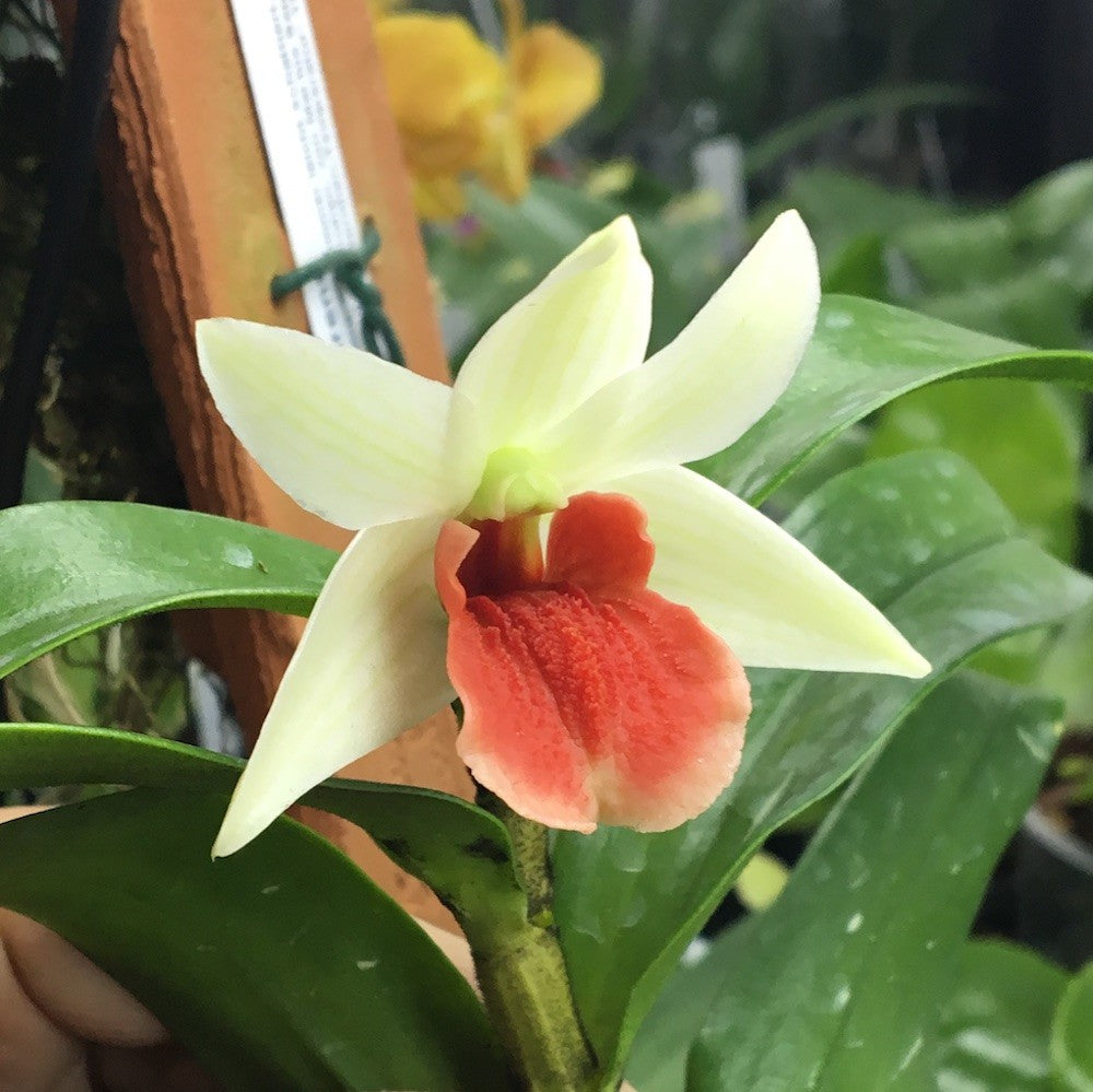Orhidee Dendrobium Frosty Dawn Red Lip