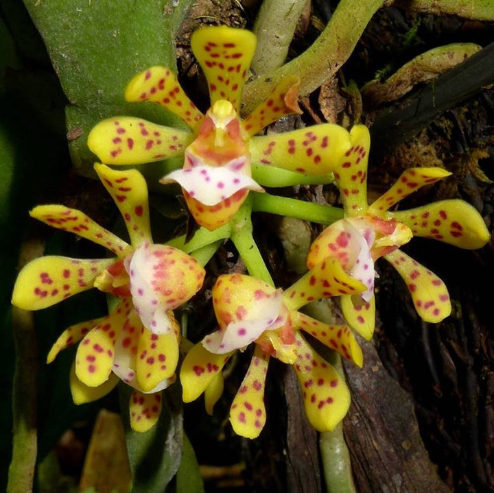 Orhidee Gastrochilus Patinatus