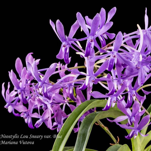 Neostylis Lou Sneary (Neof. falcata × Rhy. coelestis var. coerulea)