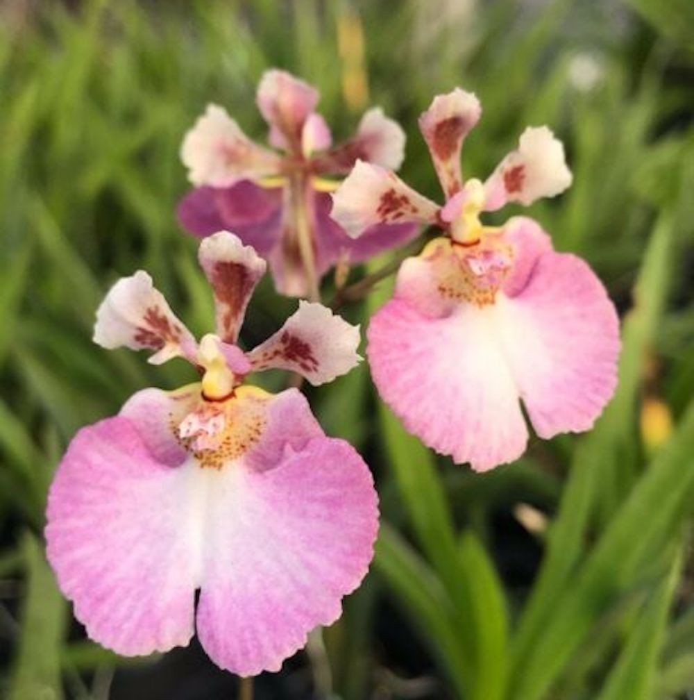 Orhidee Tolumnia Flyer Pink Beige