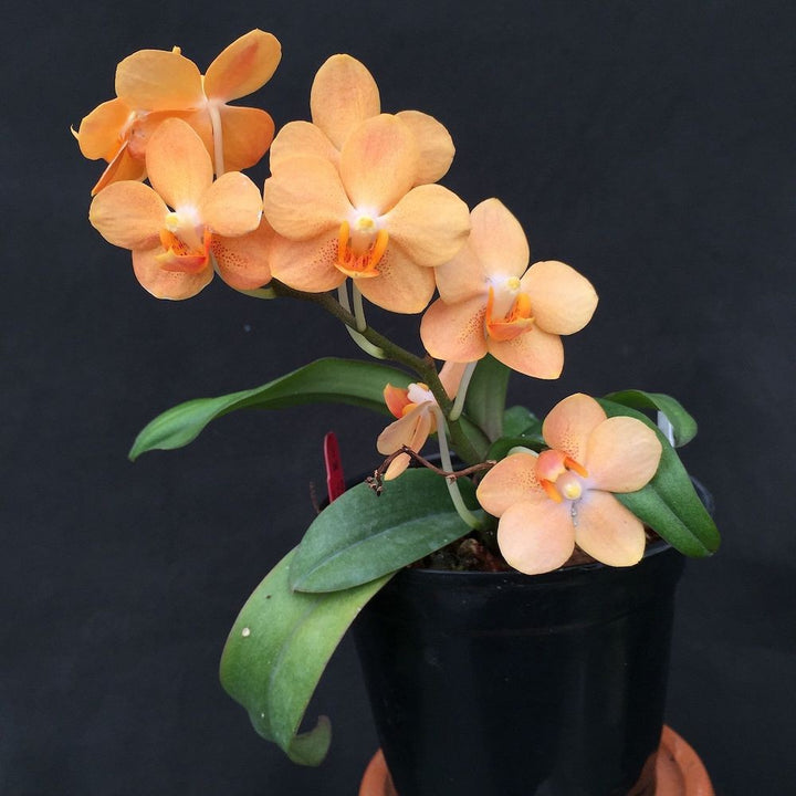 Orhidee Phalaenopsis Ascps. Irene Dobkin Elmhurst HCC/AOS