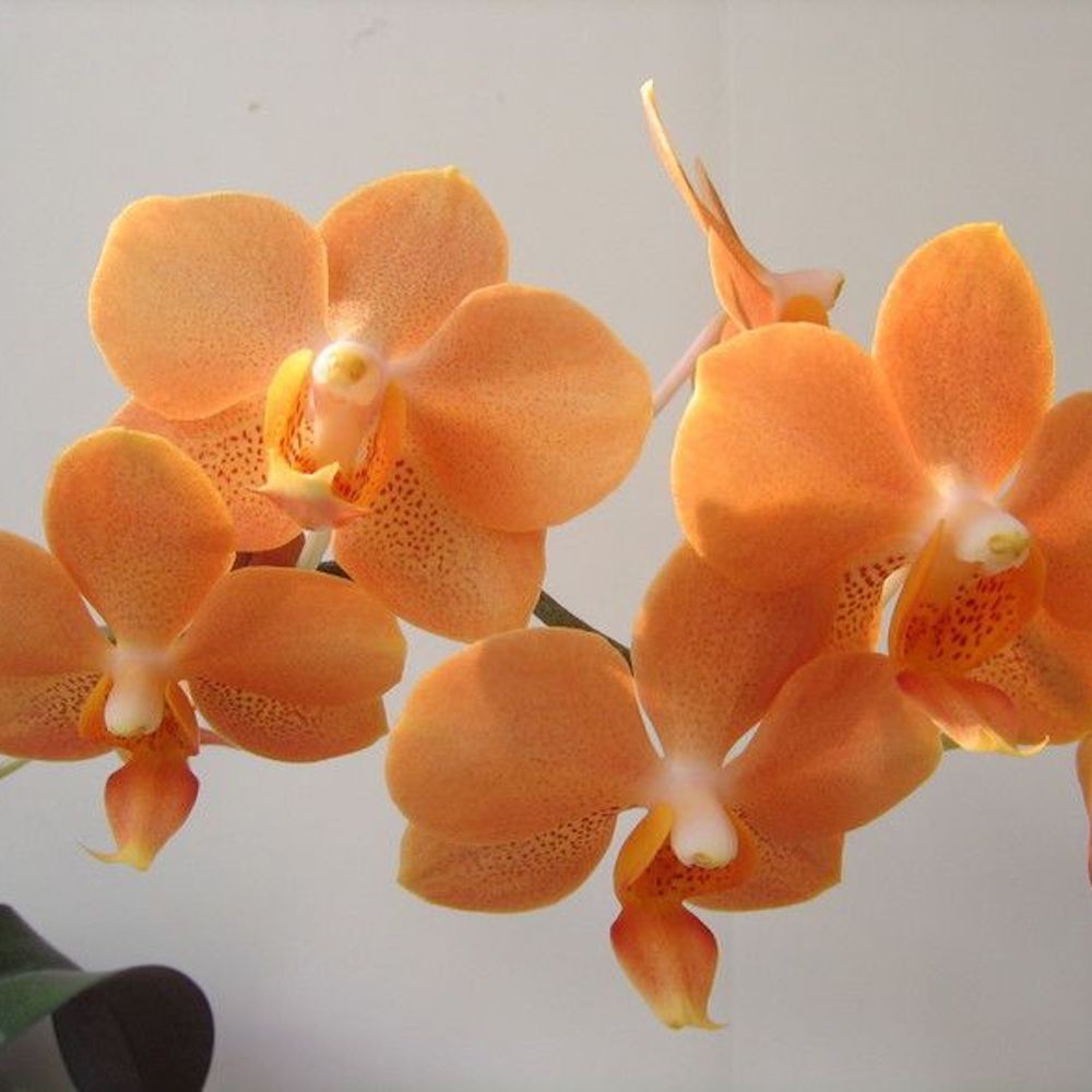 Orhidee Phalaenopsis Ascps. Irene Dobkin Elmhurst HCC/AOS