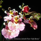 Orhidee Tolumnia Flyer Soft Berry