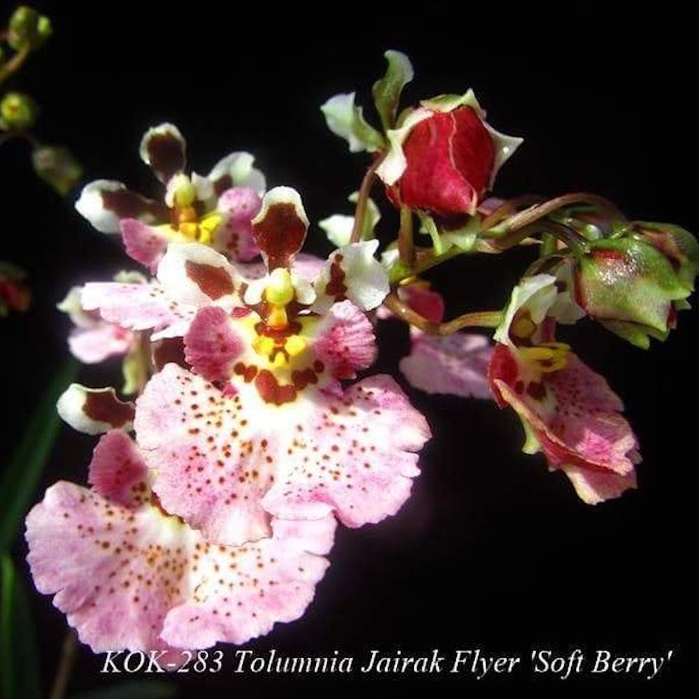 Orhidee Tolumnia Flyer Soft Berry