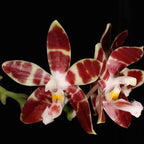 Orhidee Phalaenopsis Tetraspis x Amboinensis (parfumata)