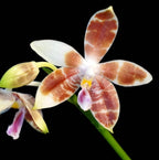 Orhidee Phalaenopsis Tetraspis x Amboinensis (parfumata)