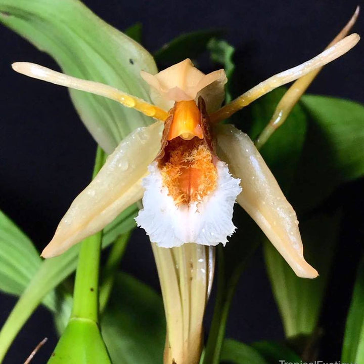 Orhidee Coelogyne speciosa