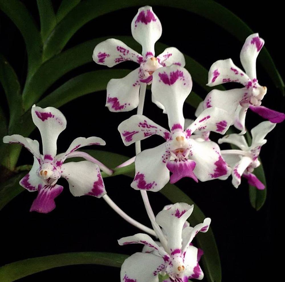 Orhidee Vanda Luzonica