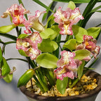 Orhidee Cymbidium Green Valley Emerald Tree Lip