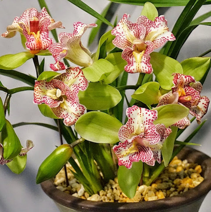 Orhidee Cymbidium Green Valley Emerald Tree Lip