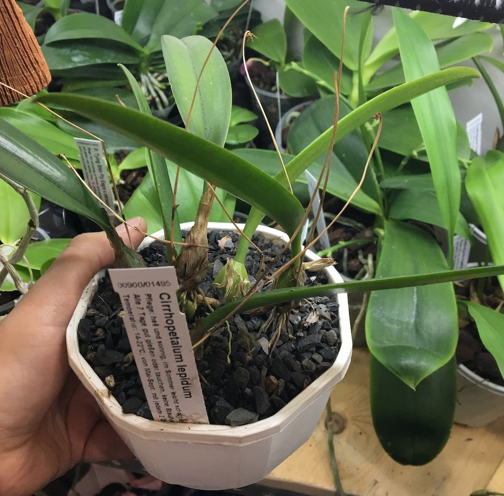 Orhidee Cirrhopetalum Lepidum