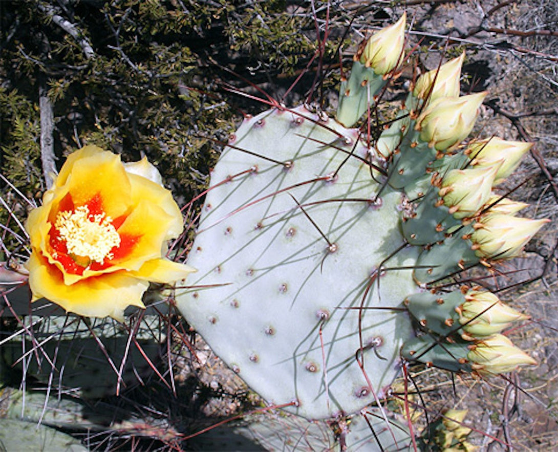 Opuntia azurea - Cactus cu flori/fructe, de vanzare, pret imbatabil, livrare rapida!