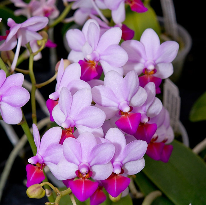 Orhidee Phalaenopsis Liu's Berry