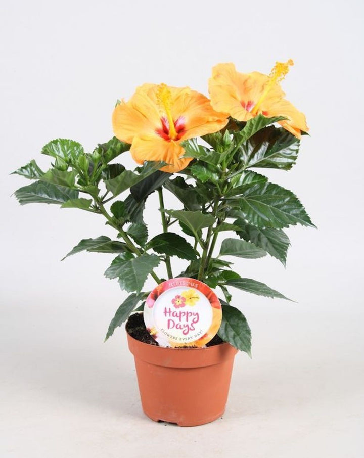 Hibiscus rosa-sinensis Sunny Kyoto Yellow