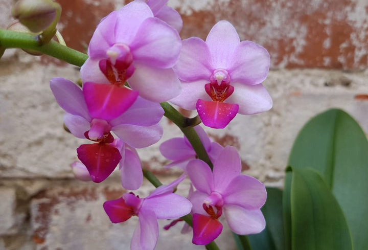 Orhidee Phalaenopsis Liu's Berry