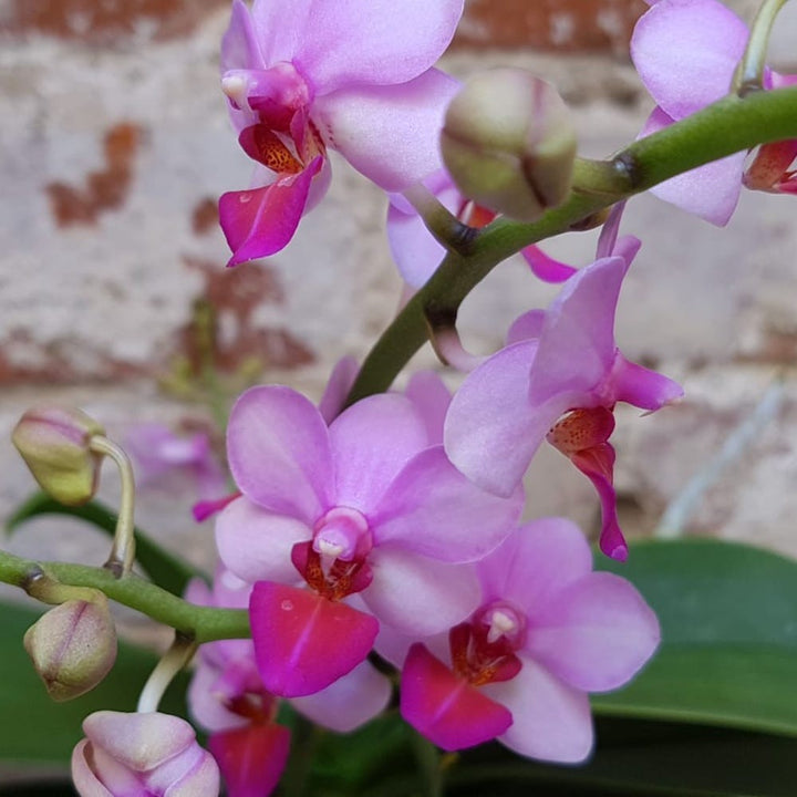 Orhidee Phalaenopsis Liu's Berry