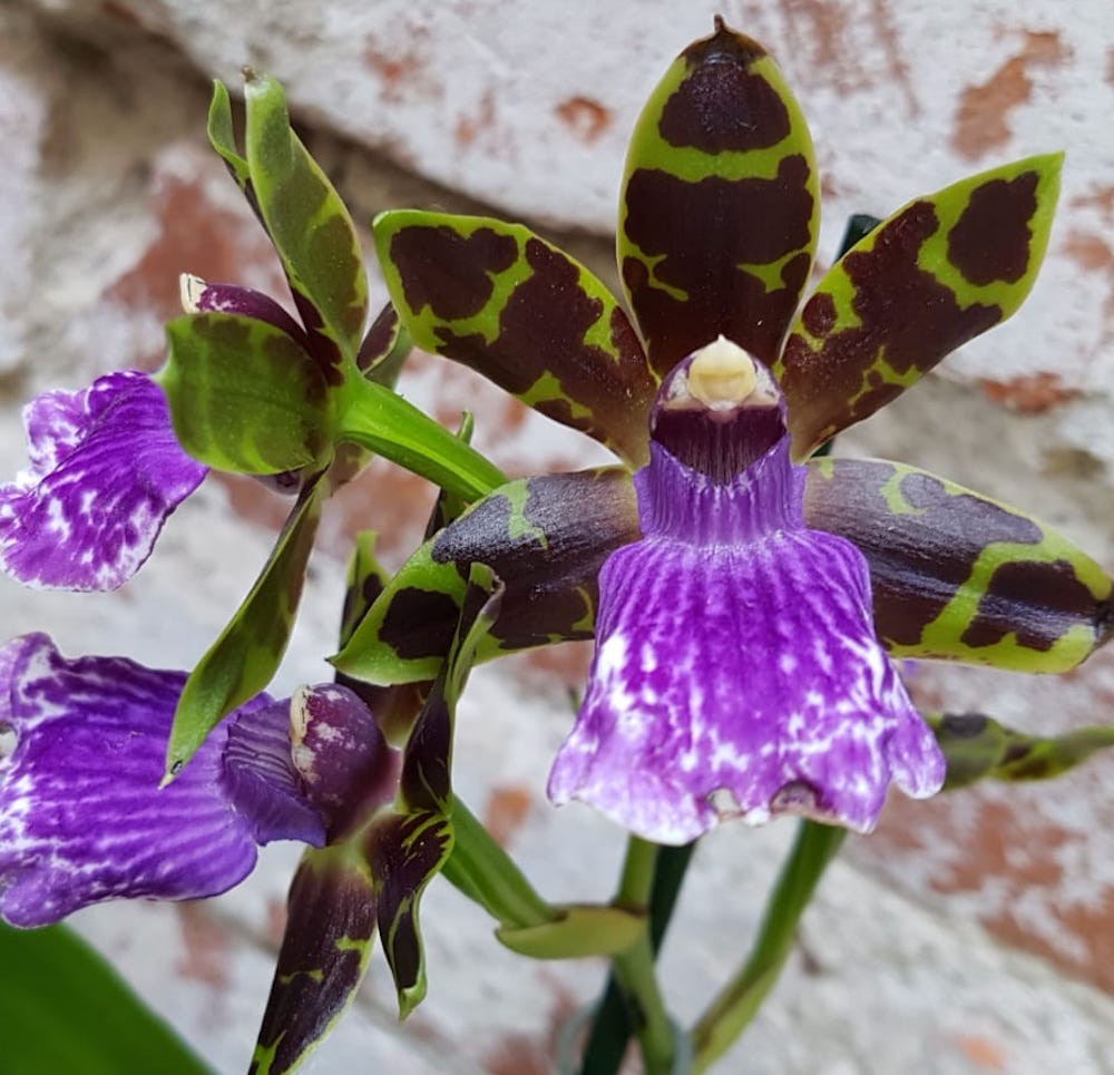 Orhidee Zygopetalum James Strauss 'Scentsation' parfumata!