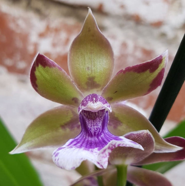 Orhidee Zygonisia Rhein "Baby Blue"