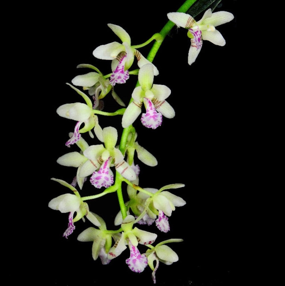 Orhidee Sedirea Japonica (Phalaenopsis Japonica)