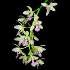 Orhidee Sedirea Japonica (Phalaenopsis Japonica)