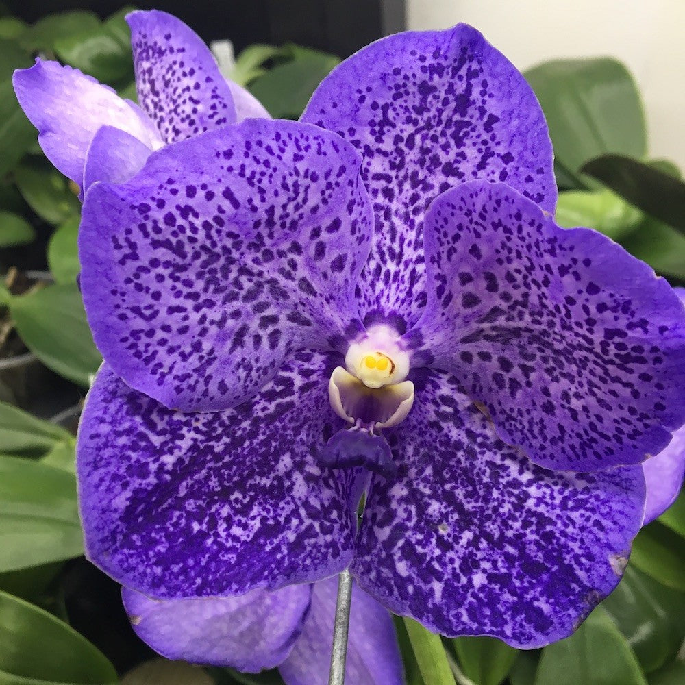 Comanda online Orhidee Vanda Lavender Sprinkles la pret imbatabil!